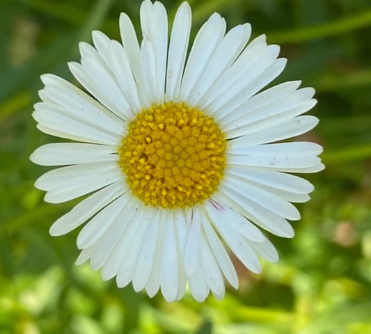 This was her favorite flower. 