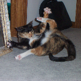 Mary Ann brought out the best in everyone. She loved animals and they loved her. Mary Ann adopted this kitty from James and Hester, because Misty fell in love with Mary Ann and loved being around her. As you can see from this photo, Misty was quite prickly, but when around Mary Ann, she was affectionate and loving.