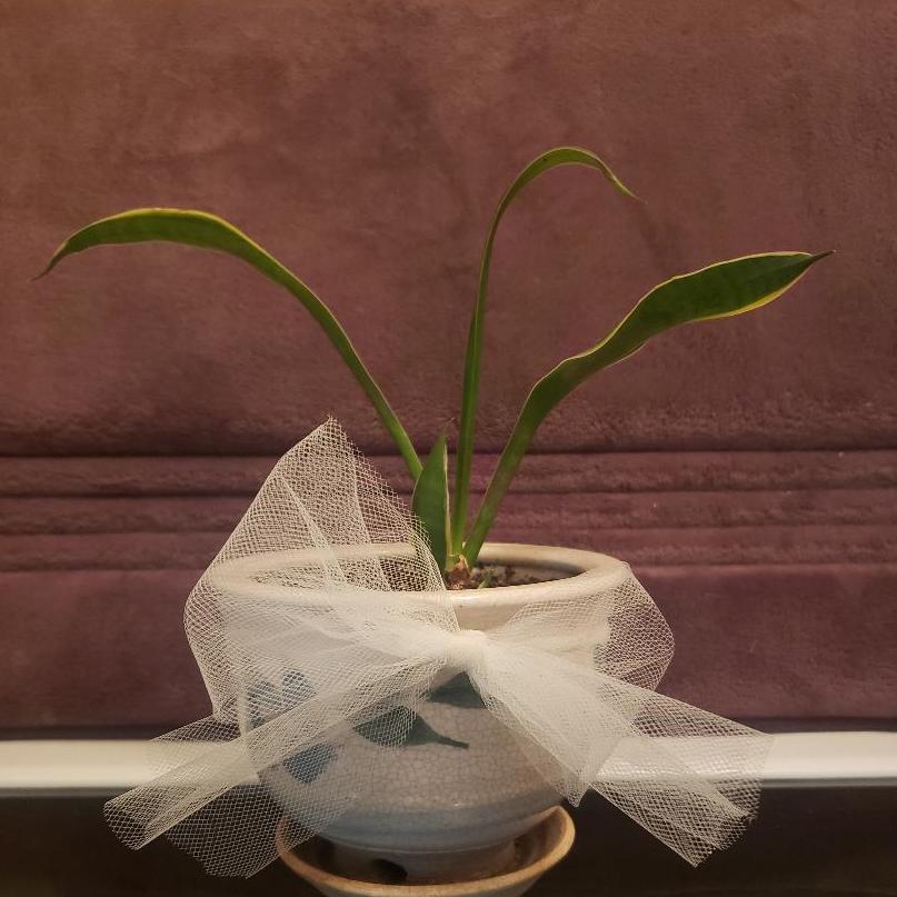 I gave her this baby plant, a cutting from my big one. When she went to visit Maggie she brought it to me @ the church to care for until she returned. I've had it every since & I will continue to take care it with much love.  I've named it "Joyce" after my "sister girlfriend."   