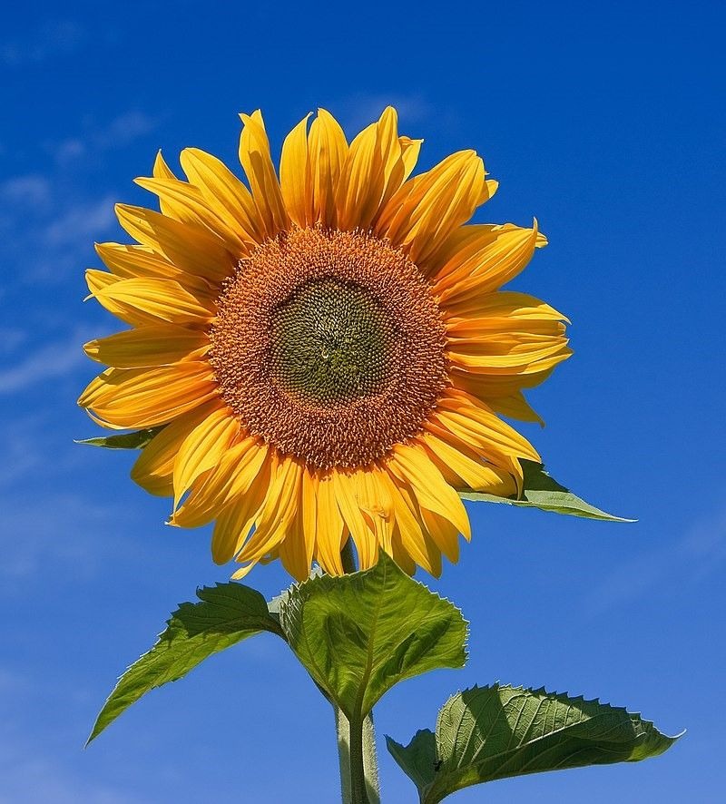 Lieve Mir, lieve familie van Jan,
Deze zonnebloem, met een vergelijkbare achtergrond als de prachtige foto van jullie enorm geliefde Jan in Terschelling, om hem te eren.
Ik heb voor de zonnebloem gekozen omdat ik het gevoel heb dat Jan als een Zon op het leven van jullie alleen altijd heeft gestraald.
Hem te moeten missen is hartverscheurend, en zo zal het altijd blijven. Maar dal profondo del mio cuore wens ik jullie dat de warmte van jullie Zon en de talloze prachtige herinneringen aan hem jullie hart altijd zal blijven verwarmen.
Tot mijn grote spijt kan ik morgen helaas niet aanwezig zijn bij Jan zijn afscheidsplechtigheid.
In gedachten bij jullie allen, enorm veel sterkte toegewenst.
Un fortissimo abbraccio, Barbara