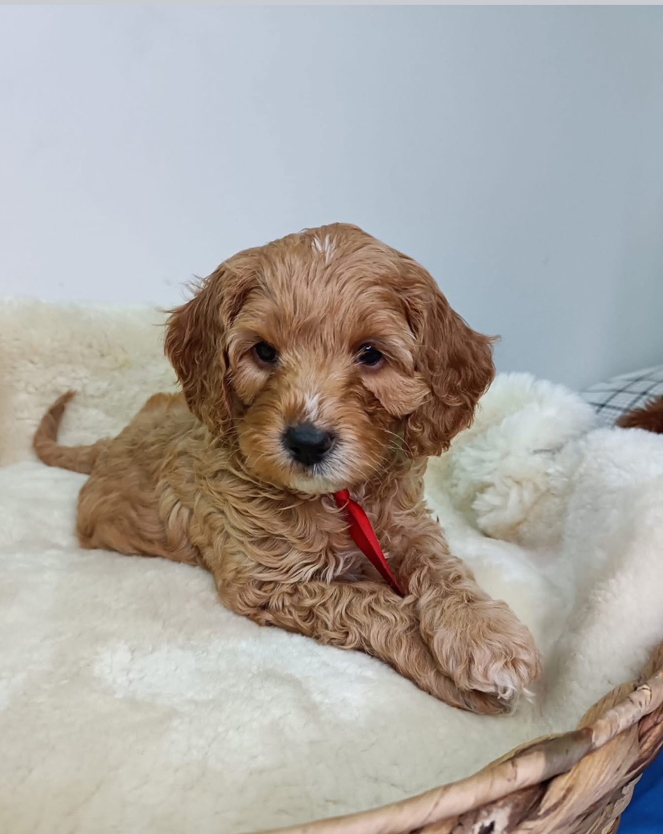 Bentley touched our hearts with his loving, playful and affectionate personality and his handsomeness