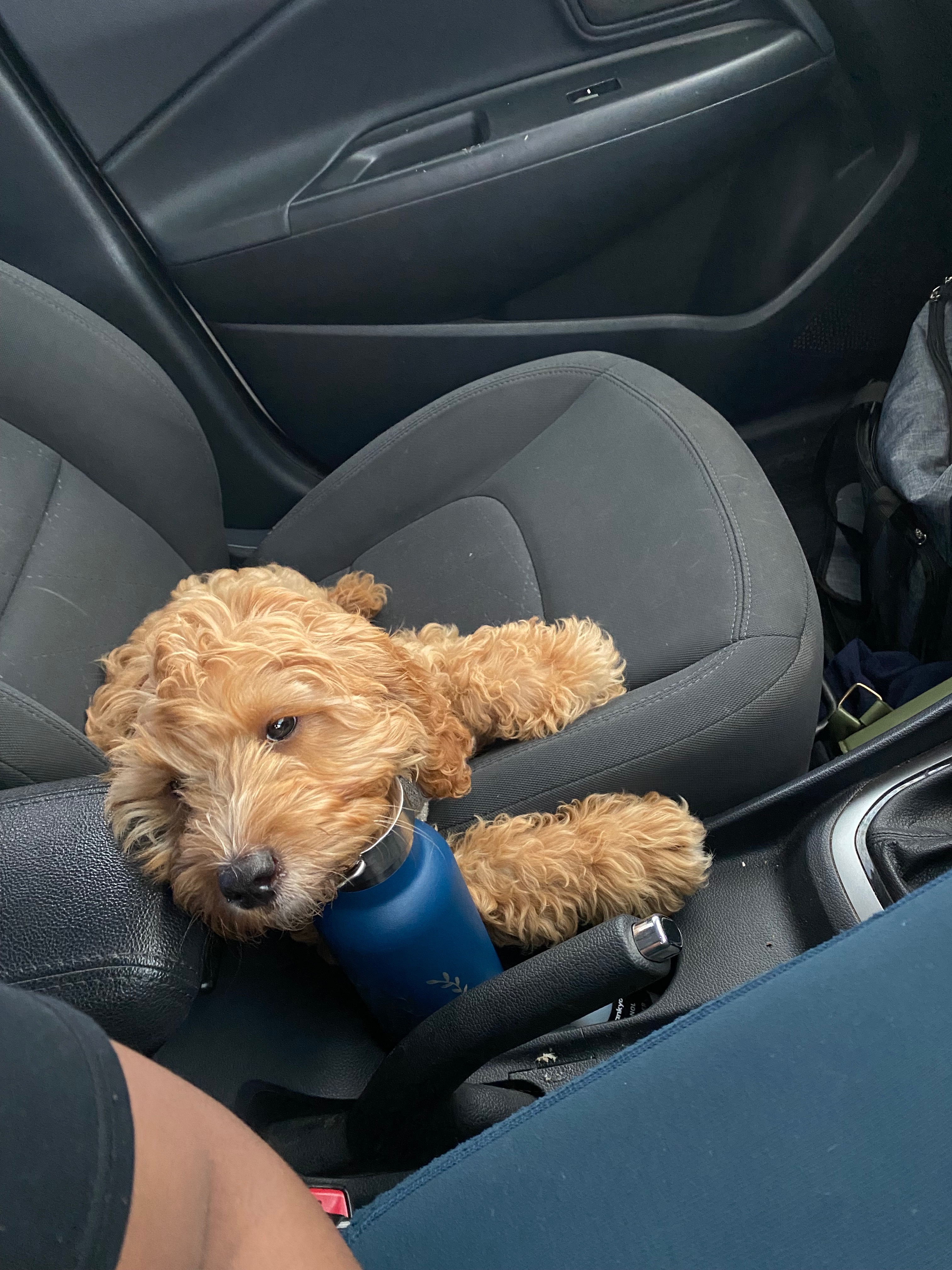 Car ride back from the big walk