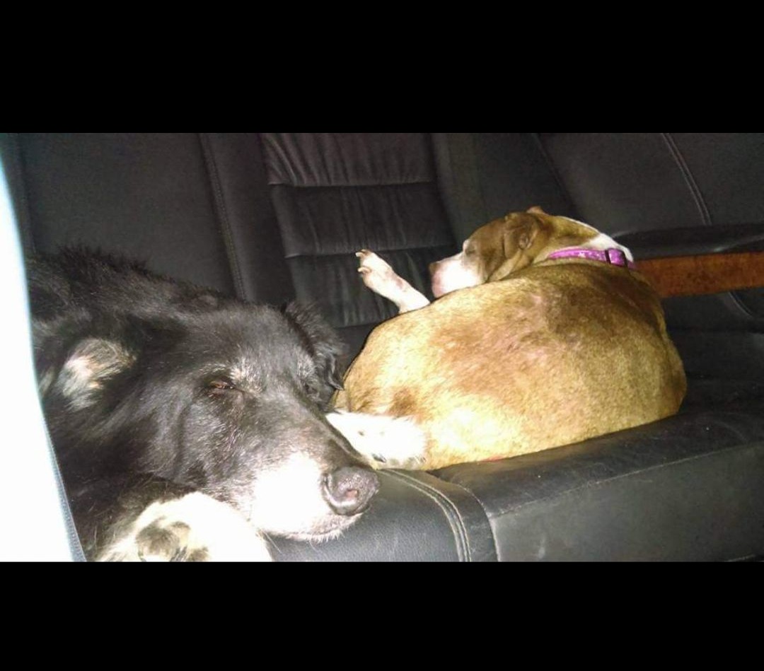 Winker and Rain-Rain sleeping in backseat of mommy's car.😴💤