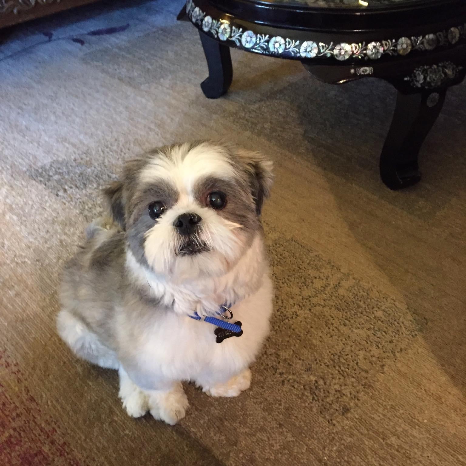 Sushi (Betty’s dog)