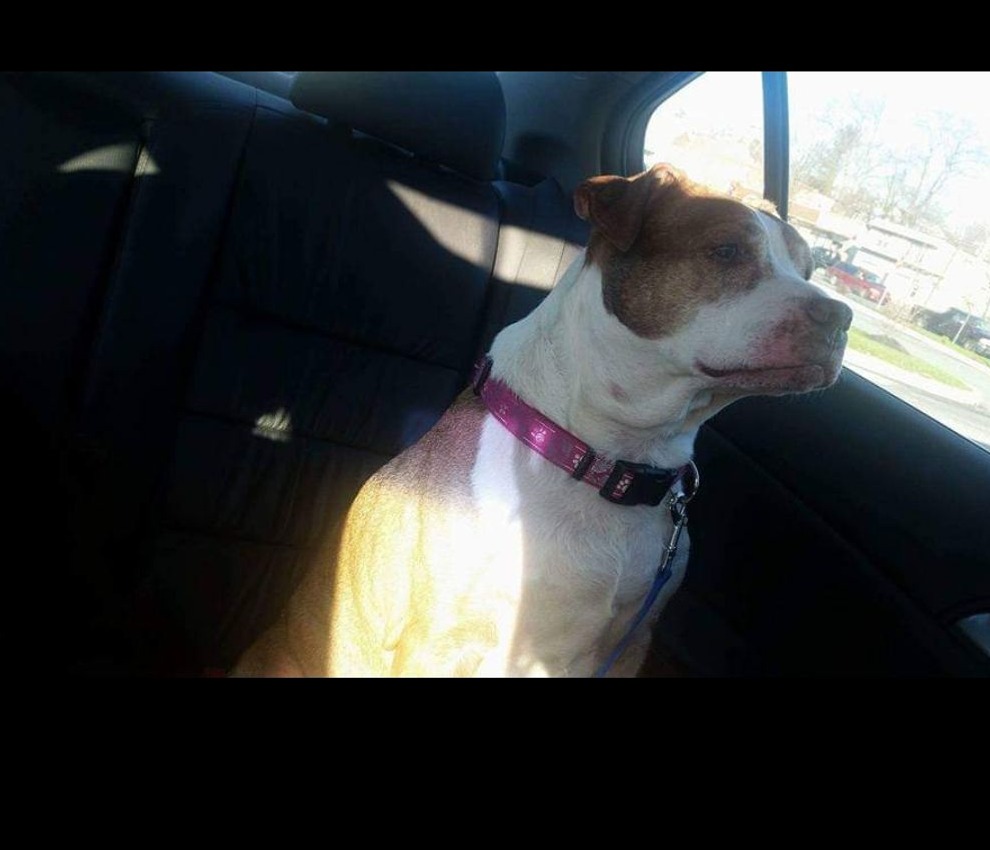 Winker looking out the car window.