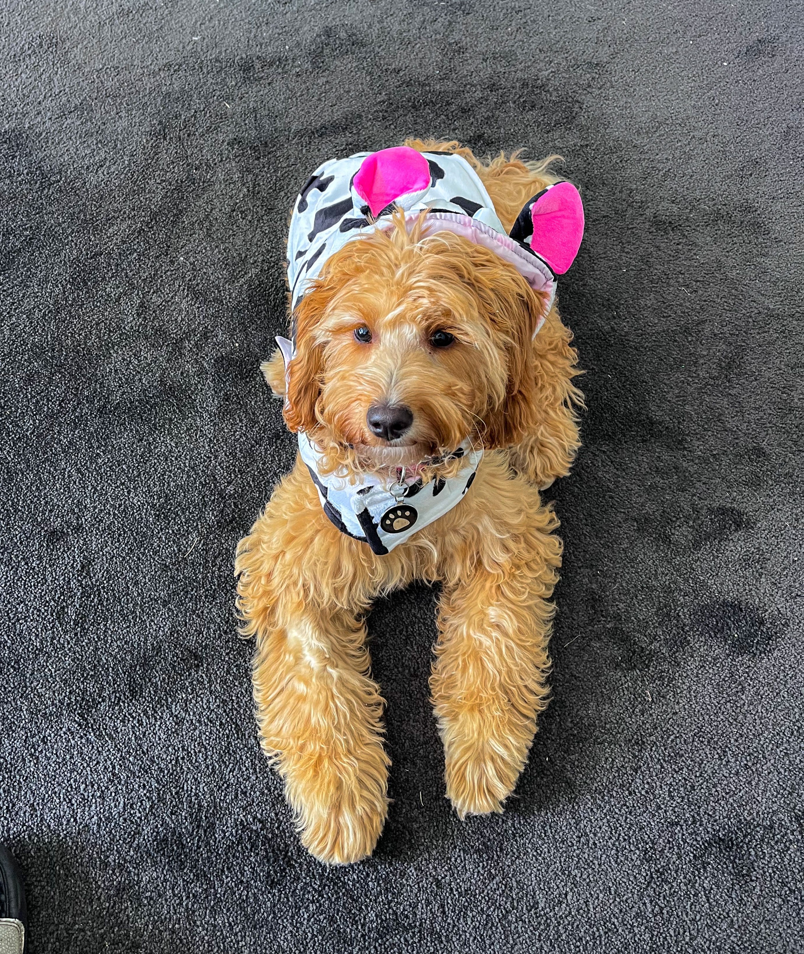Bentley dressed up as a cow for Halloween
Age: 4.4 months
19 Oct 2023