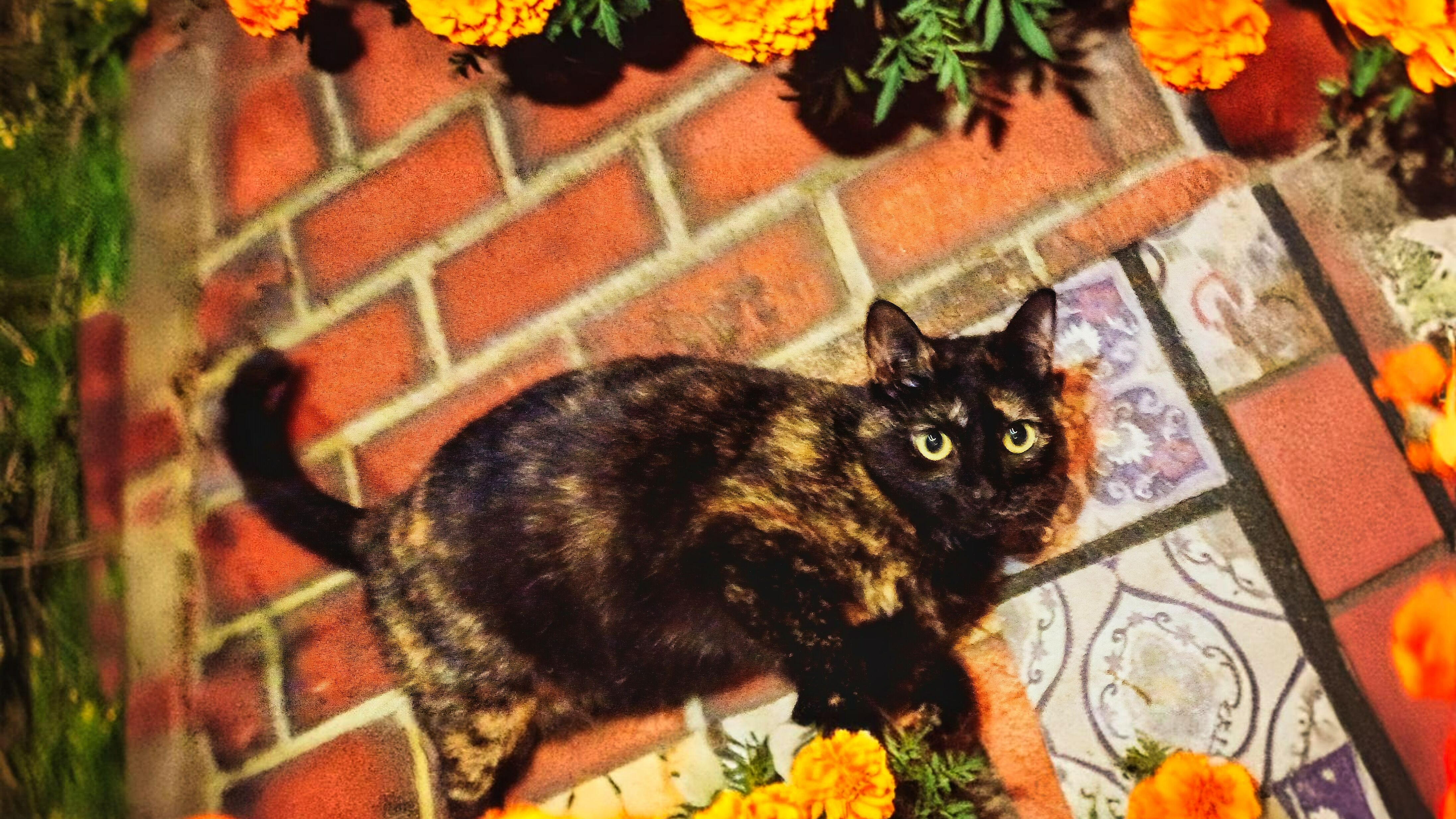 Sparkle is a tortoiseshell kitty