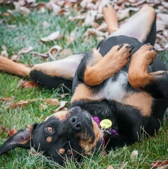 Josie's AARCS adoption photo