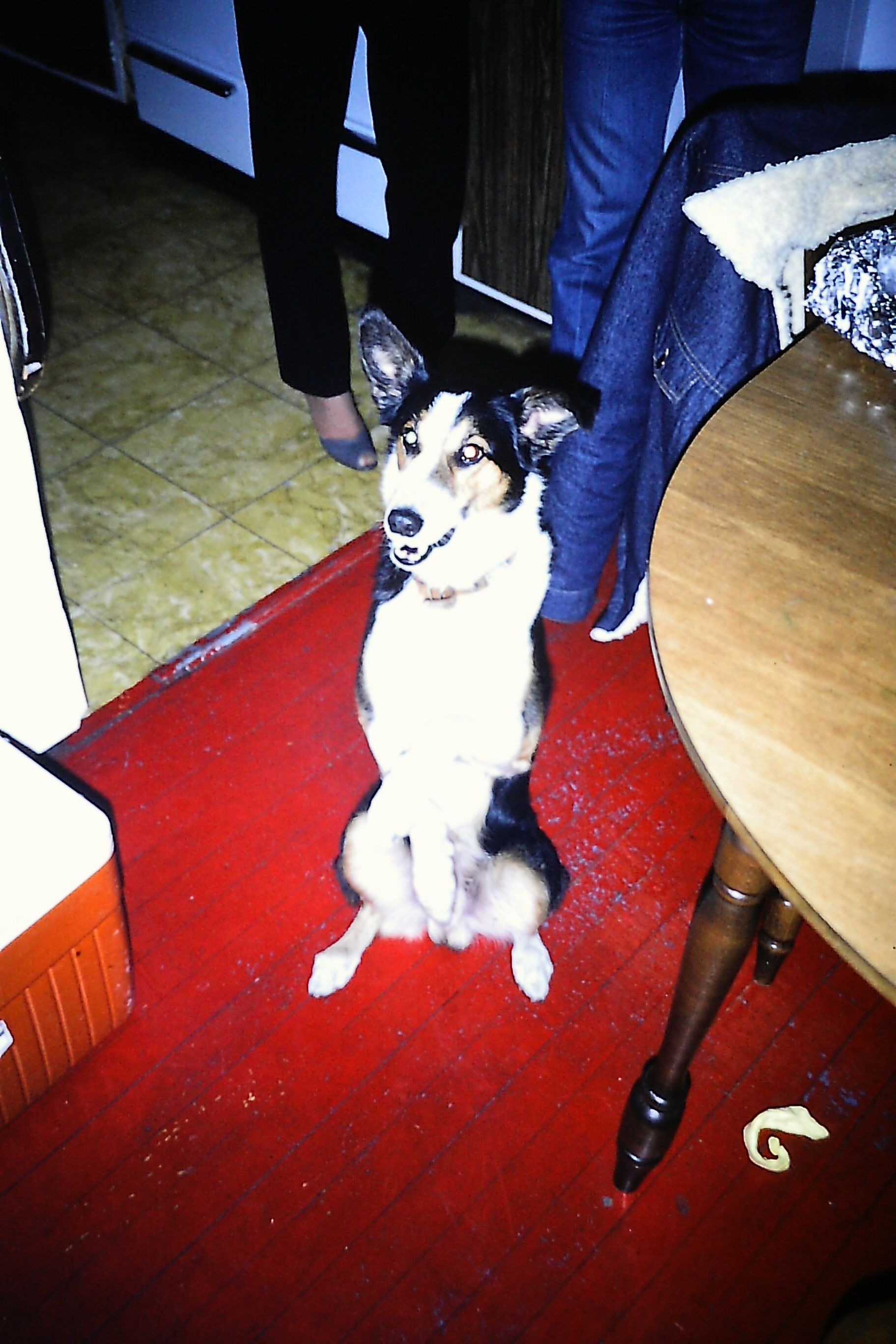 Tashe, our sometimes room mate!