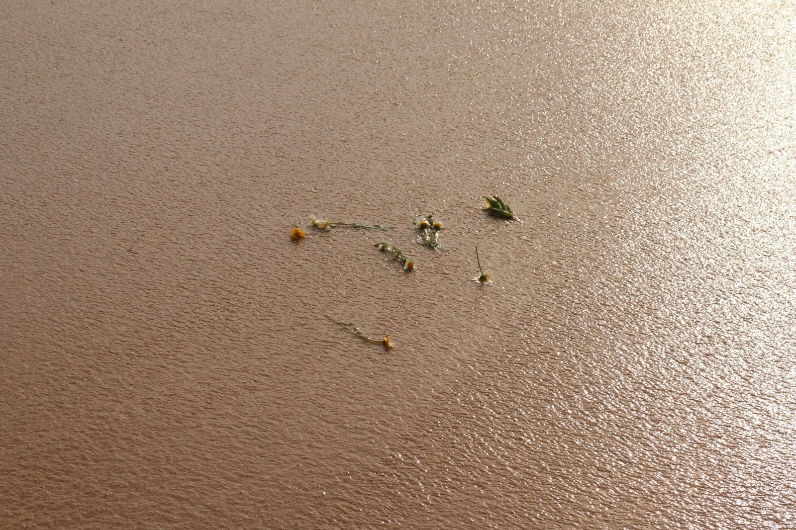 Mum’s ashes swept into the sea, along with the wildflowers she loved to pick.