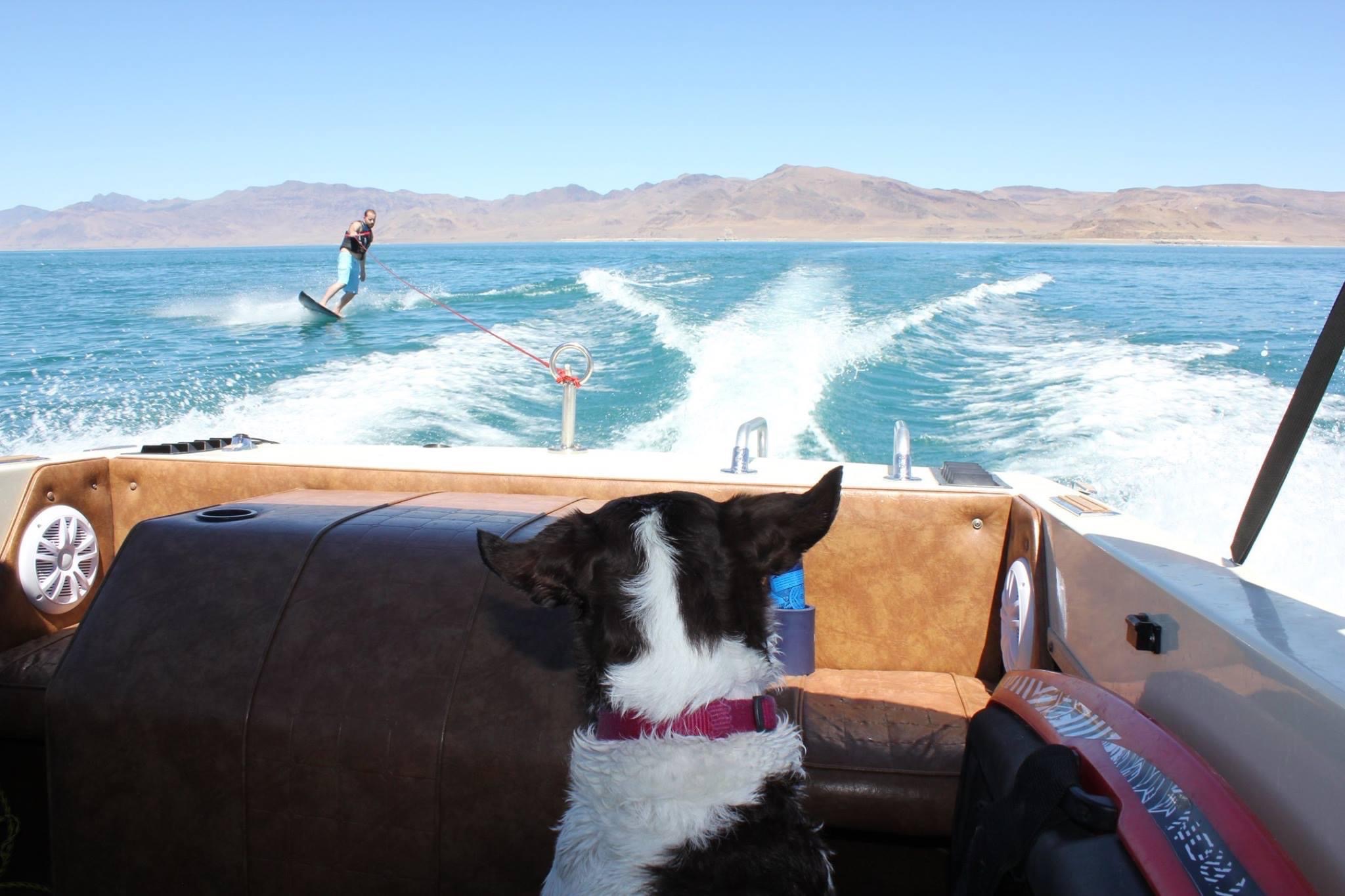 The time Matt surfed on a desert lake as Coco looked on🩵