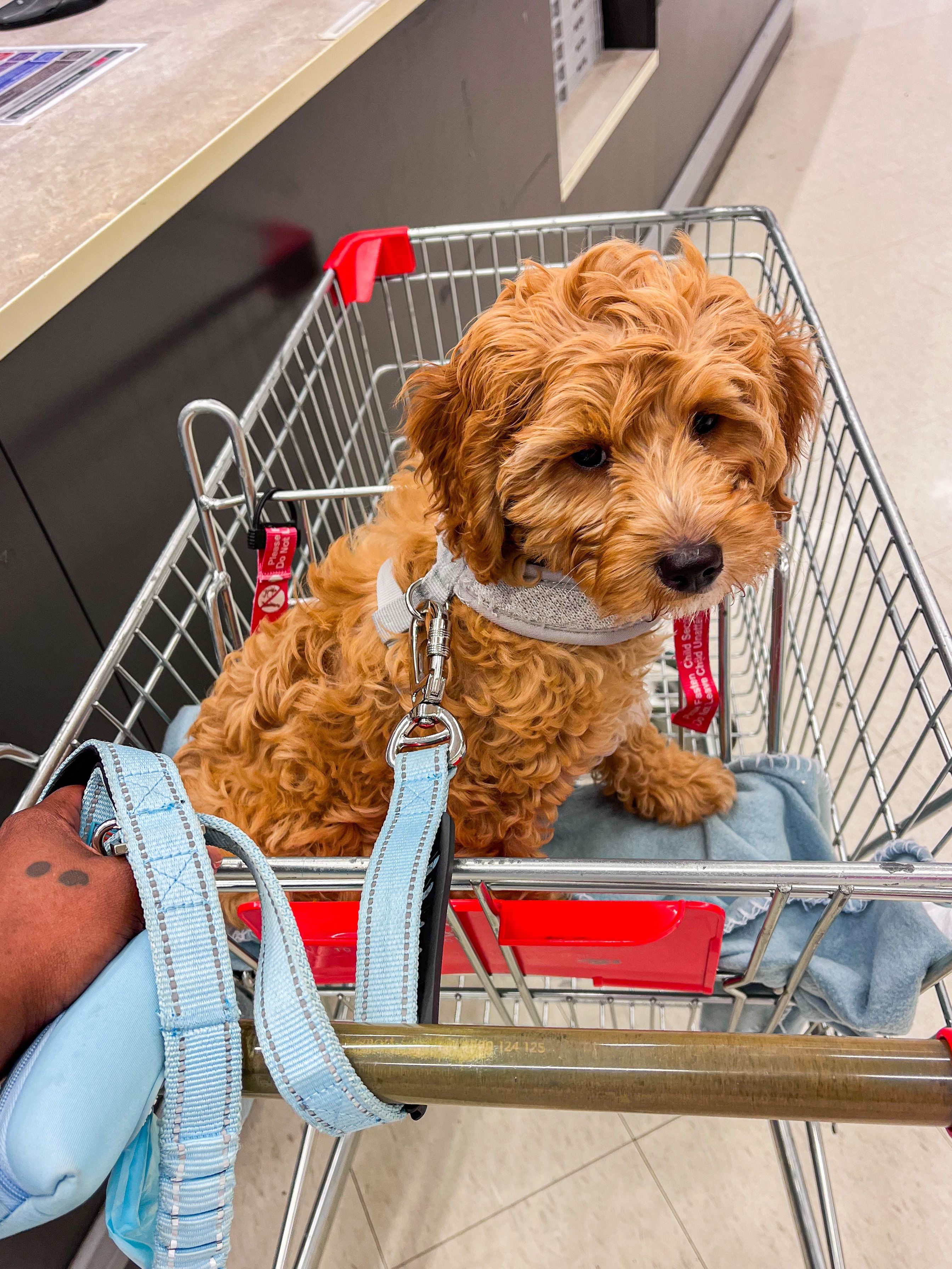 Bunnings trip!
Age: 2.6 months
25 Aug 2023