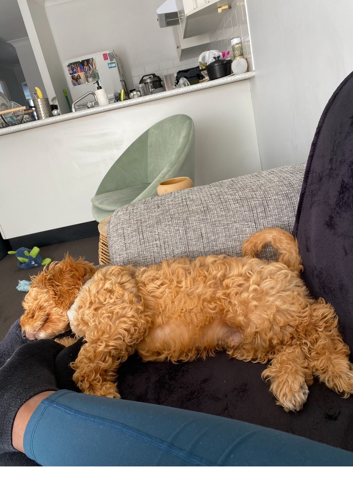 Nap time after our big walk