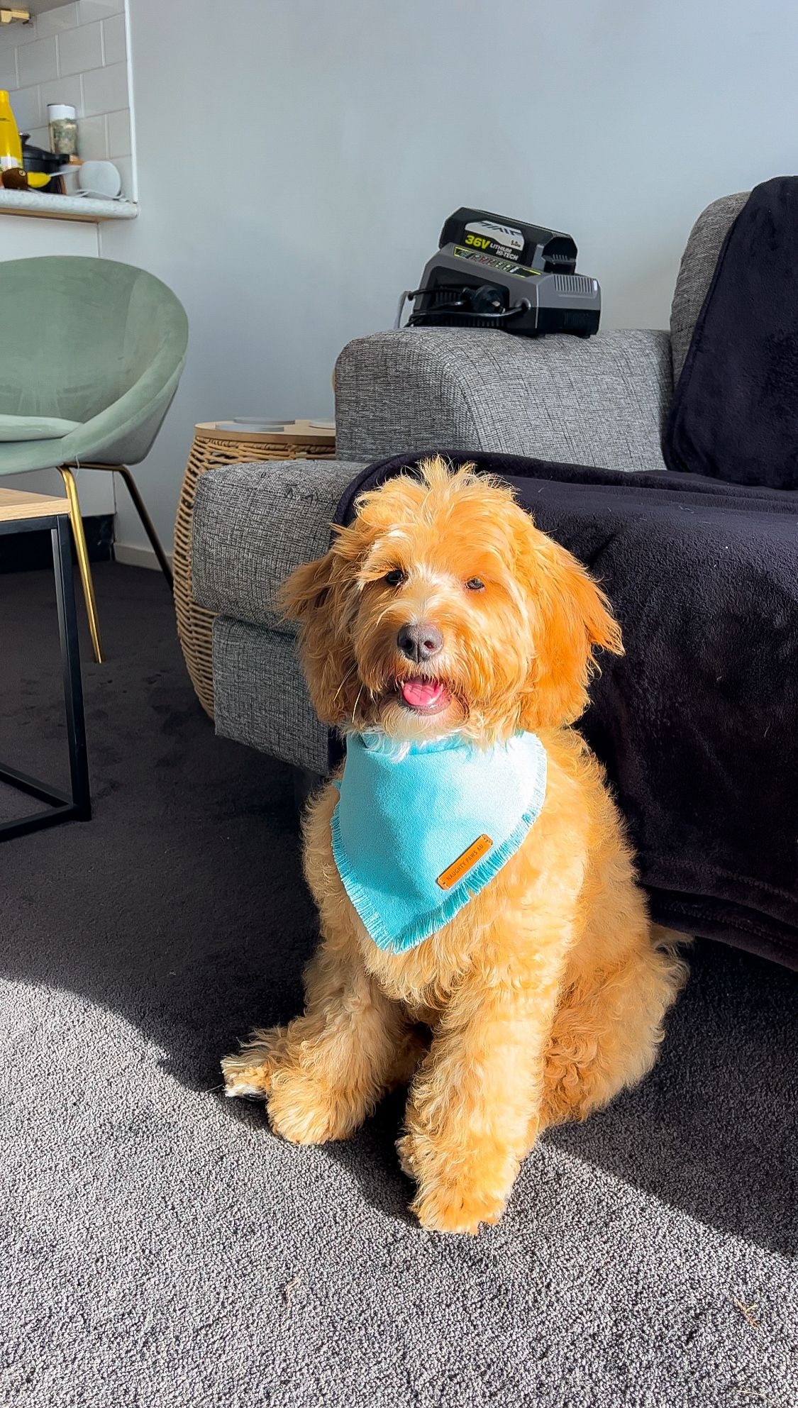 Modelling his new bandana
Age: 4.4 months
19 Oct 2023