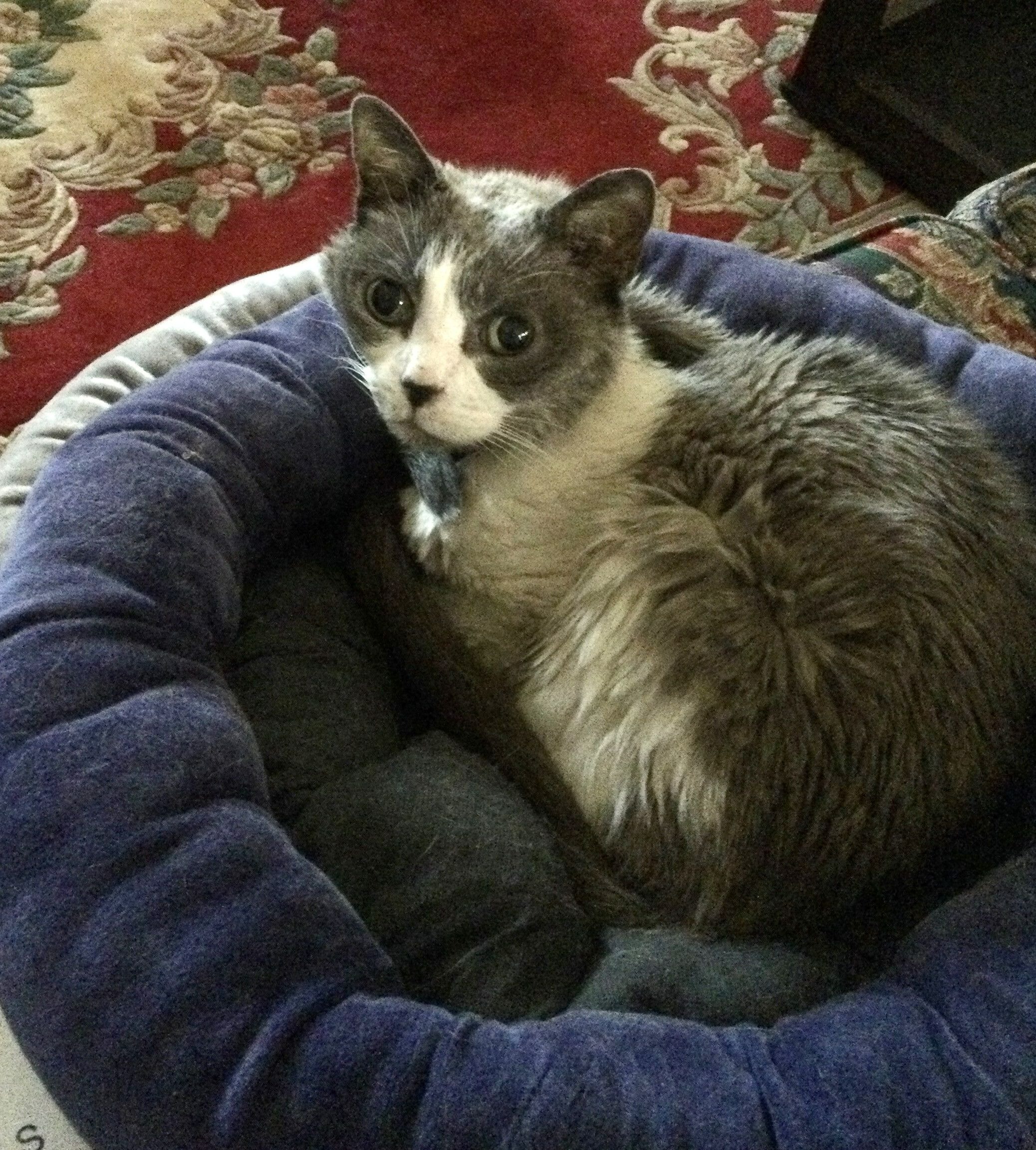 Zoe is an English Shorthair Cat