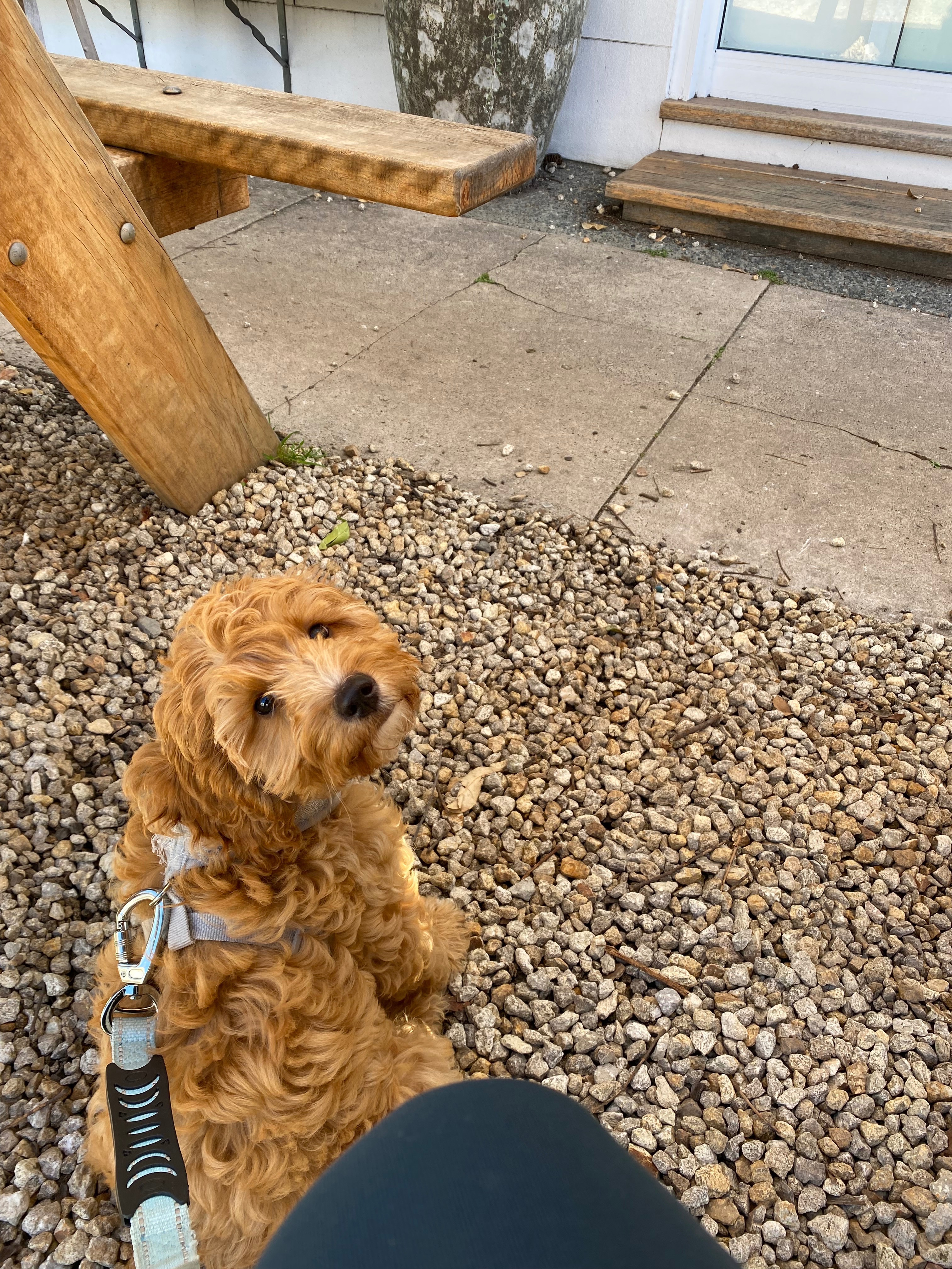 Pit stop at the cafe for a puppyccino and cappuccino