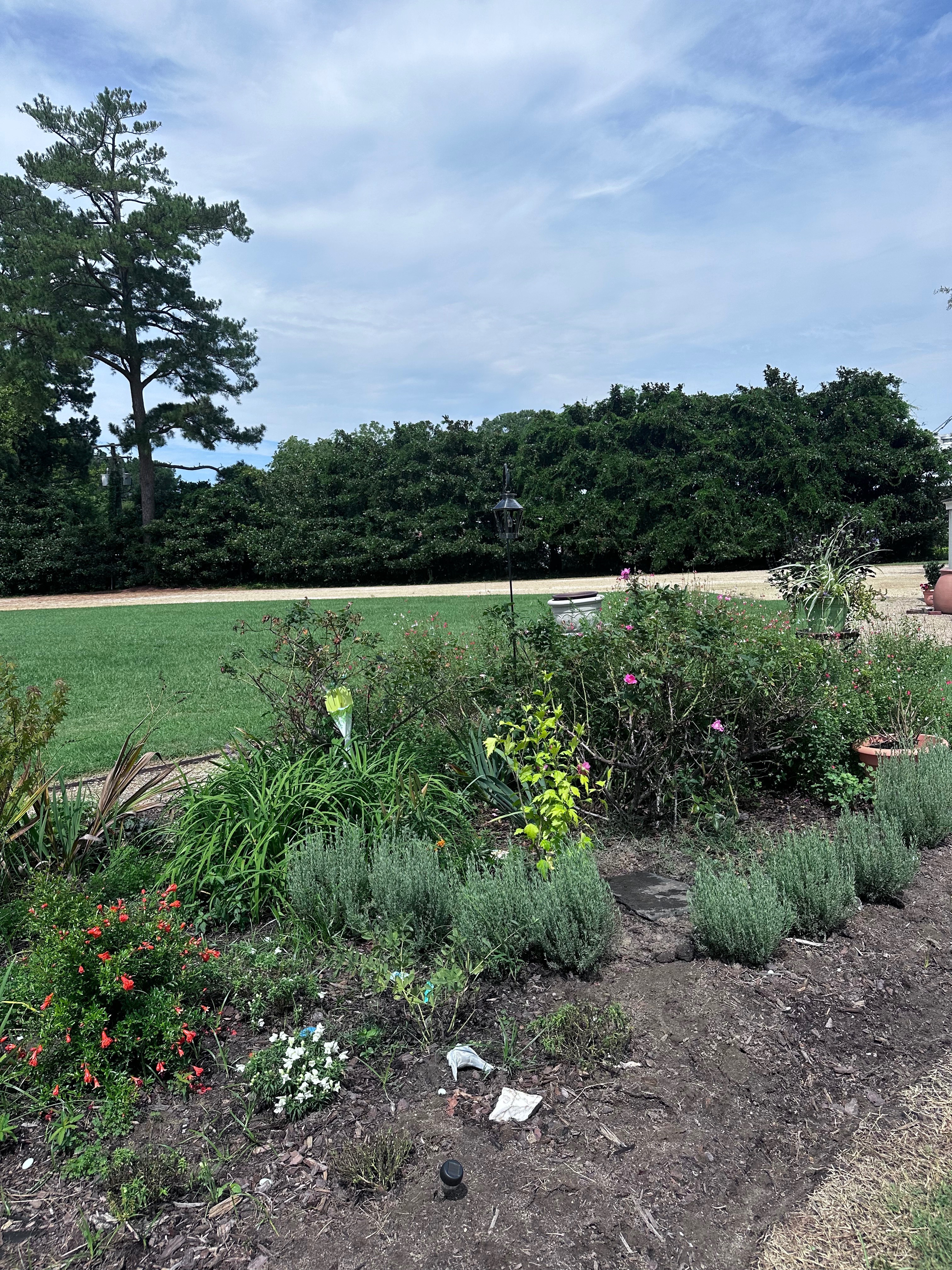 You are remembered like the water, the earth, the sun, the wind, and all the life that visits this garden..on this day when planting for you… a beautiful white heron and a happy little hummingbird came down to say hello. ♥️🐝🙏😇