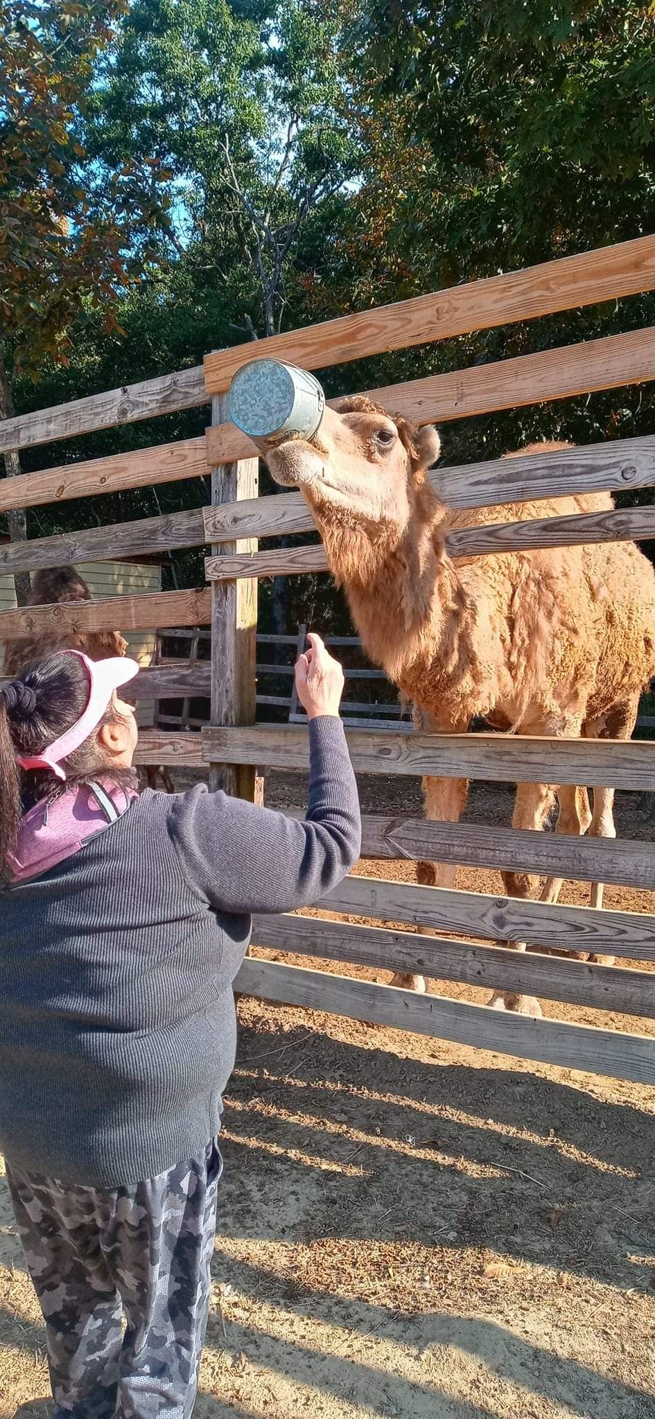 I had taken Elizabeth to a petting zoo. This camel took the feed bucket from Elizabeth's hands. She laughed so hard.