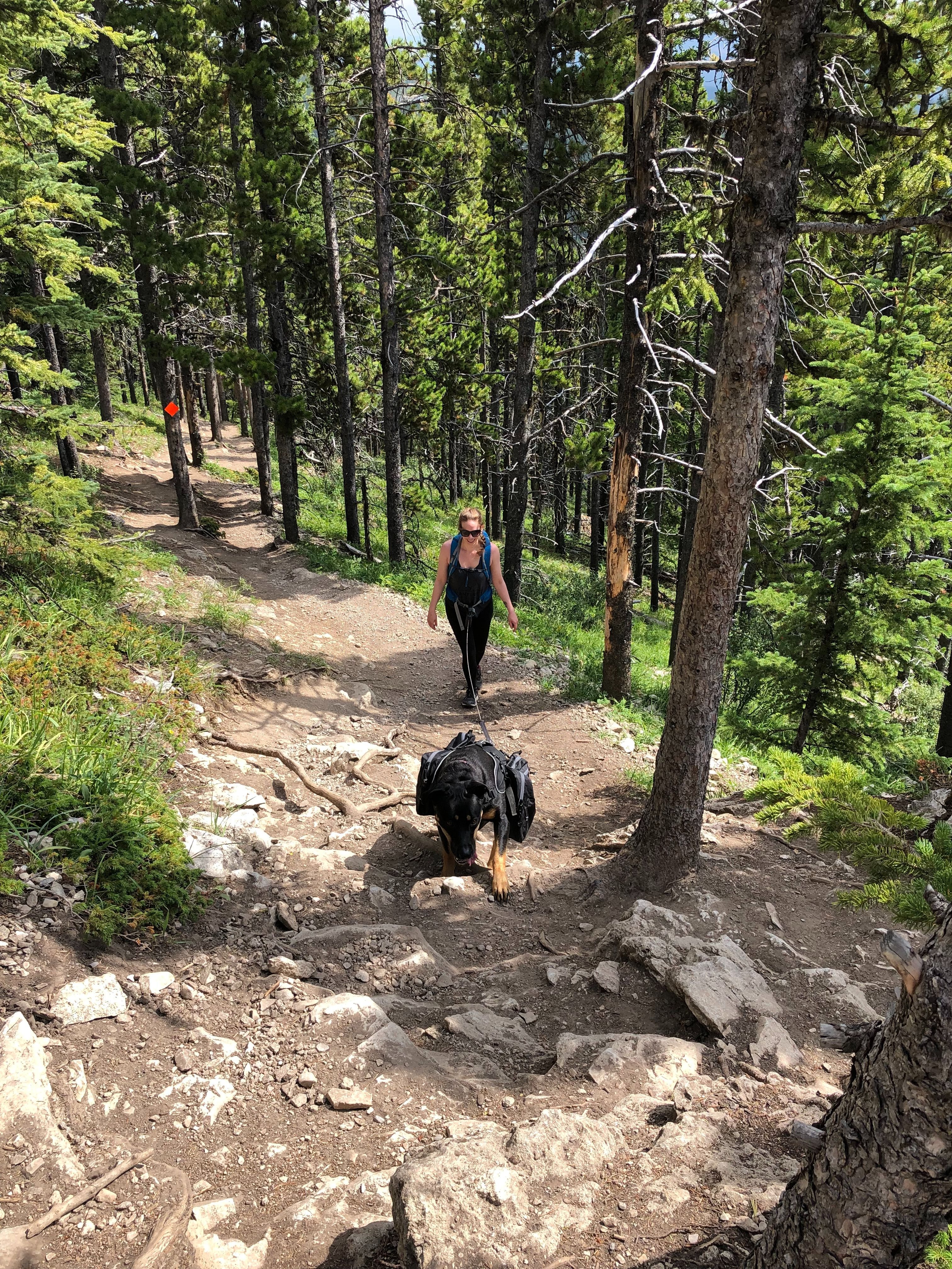 Josie enjoying a hike at Prairie Mountain!