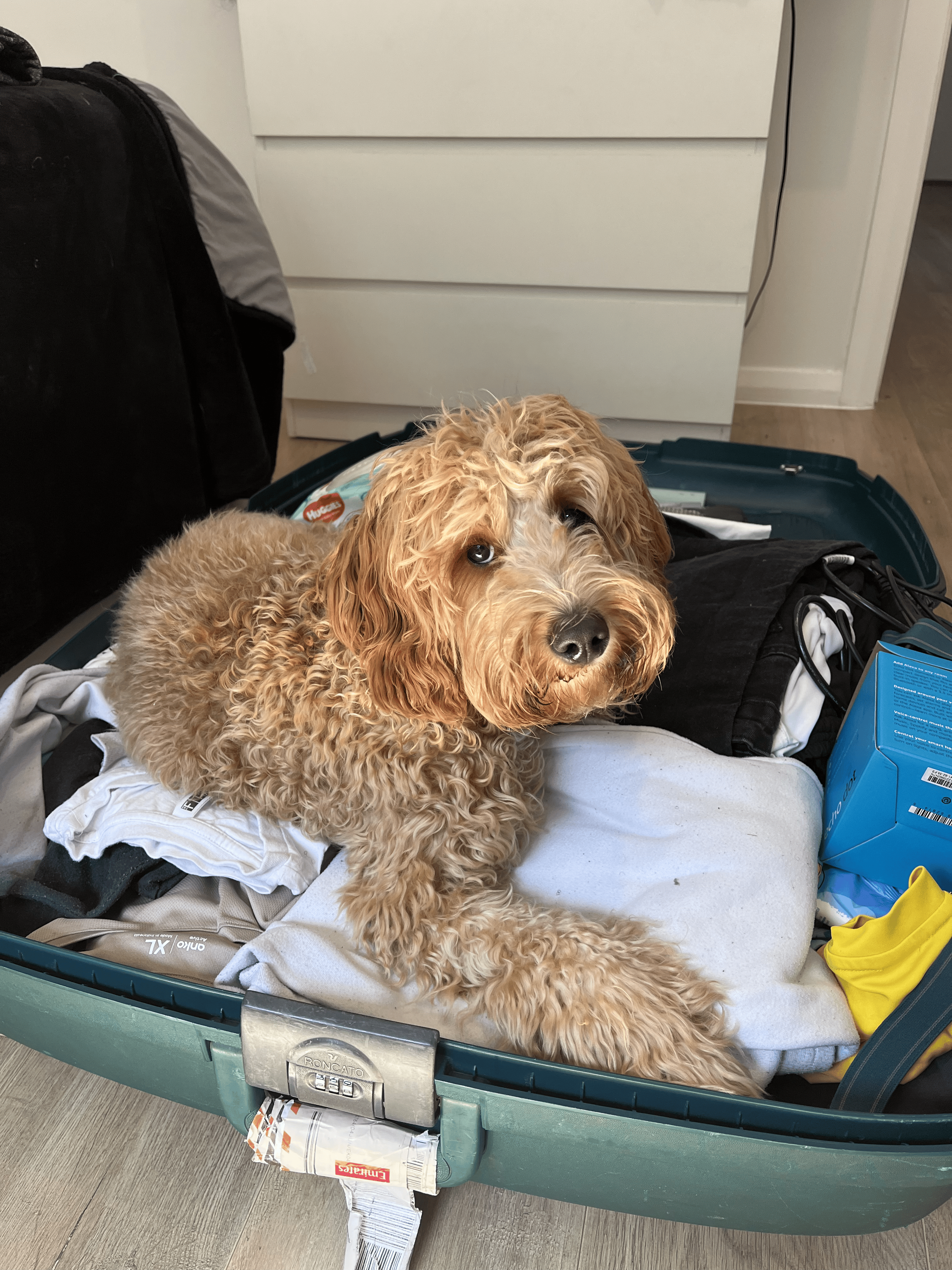 In a suitcase of dad's belongings while he's overseas
Age: 6.8 months
30 Dec 2023