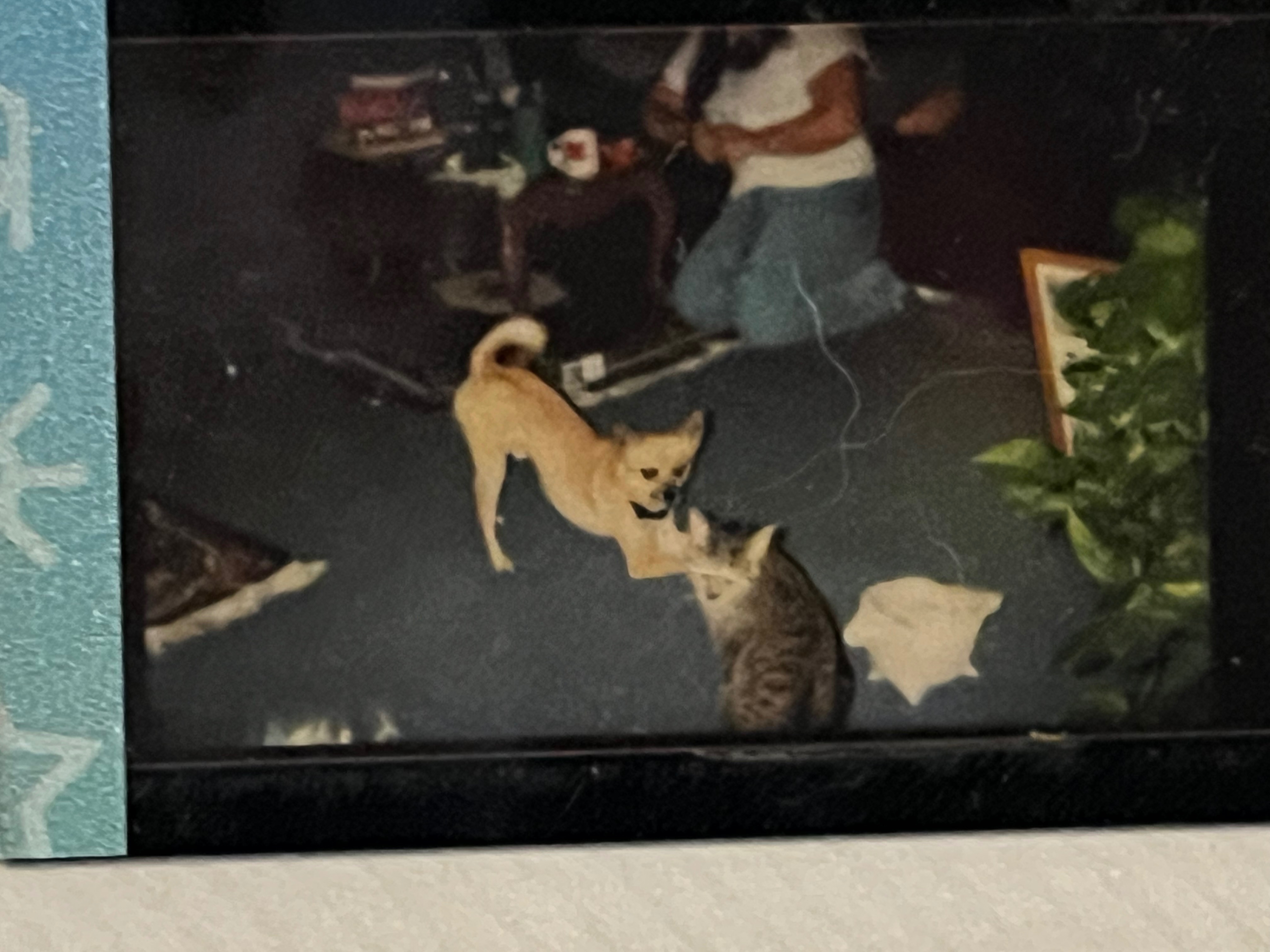 Your old dog Koko