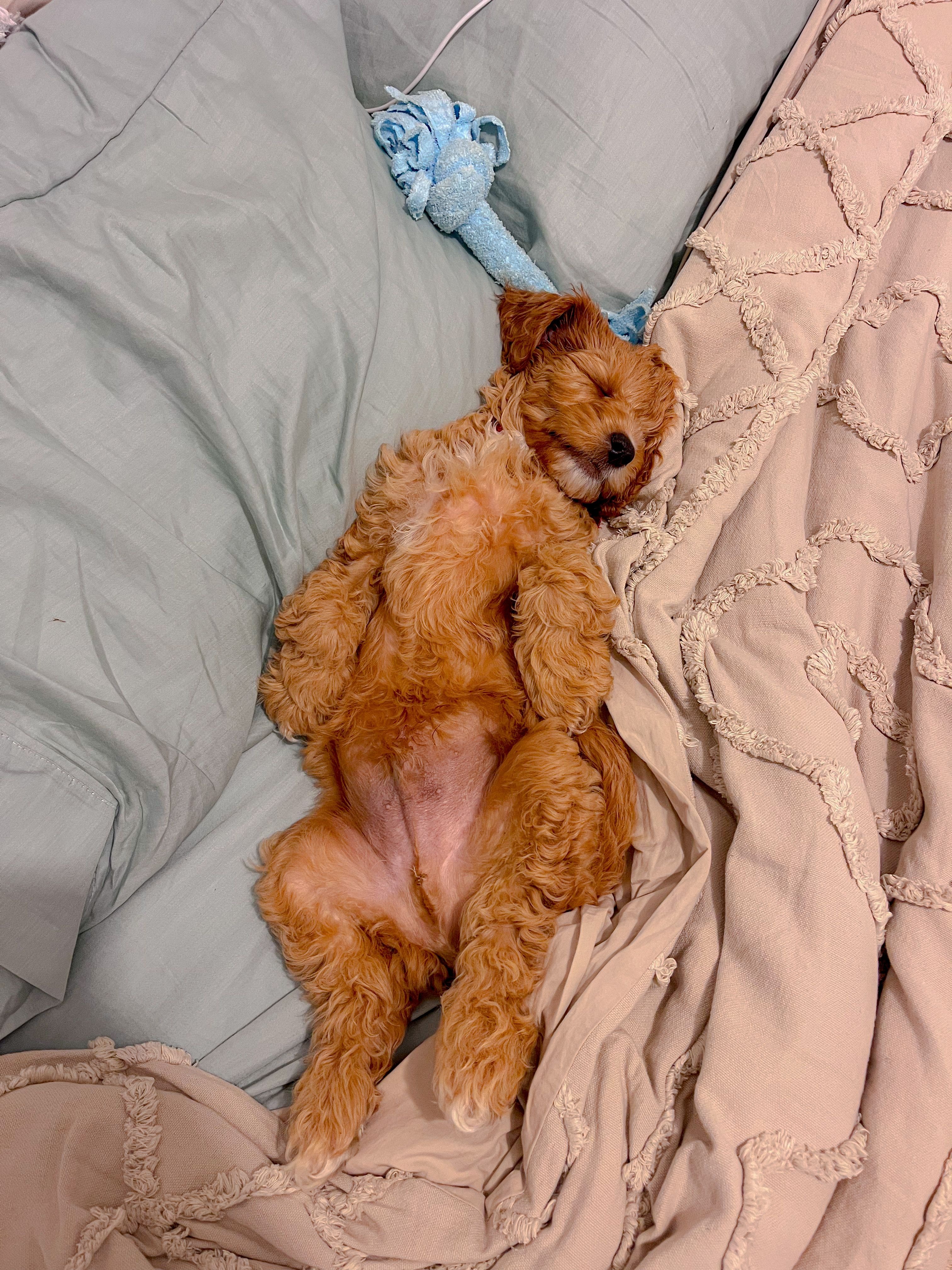 Getting used to his (mother's) bed
Age: 2.1 months
08 Aug 2023